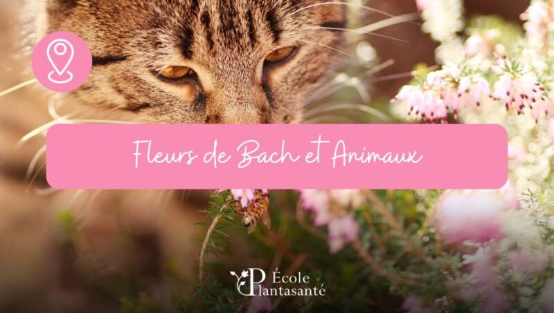 Formation Fleurs de Bach et Animaux