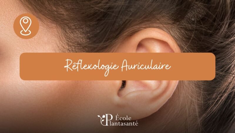 Formation Réflexologie Auriculaire