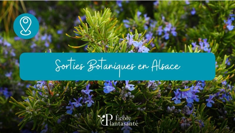 Sorties Botaniques en Alsace