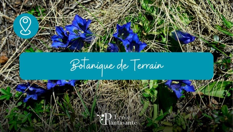 Stage Botanique (Botanique de Terrain)