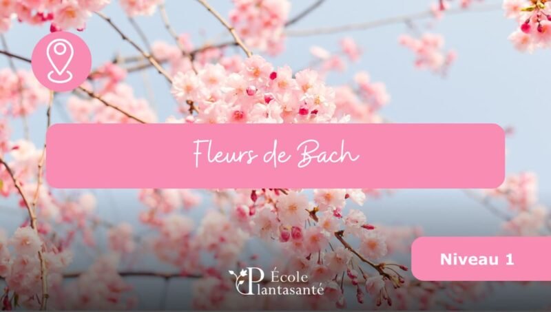 Stage Fleurs de Bach (Niveau 1)