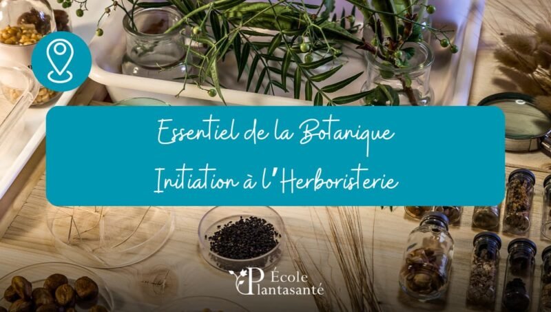 Stage d’Herboristerie et Initiation à la Botanique