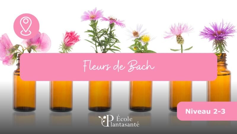Stage Fleurs de Bach (Niveaux 2 et 3)