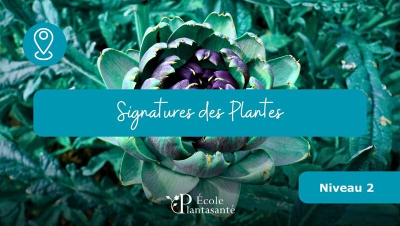 Stage Signature des Plantes (Niveau 2)