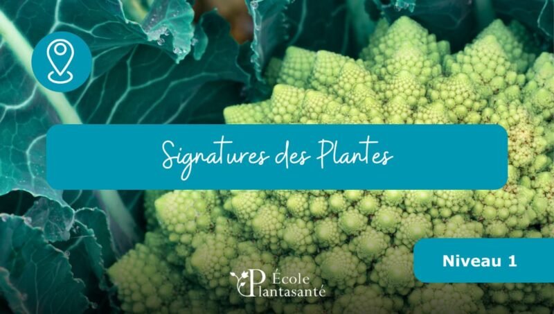 Stage Signature des Plantes (Niveau 1)