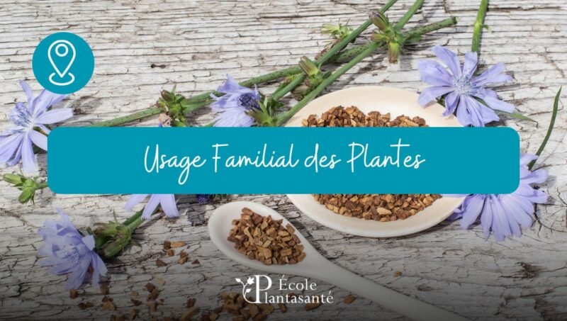 Formation plantes et huiles essentielles au quotidien