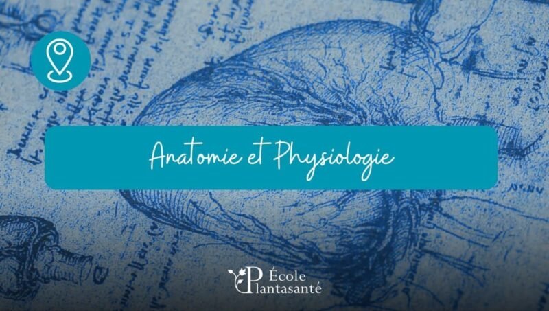 Formation Anatomie Physiologie